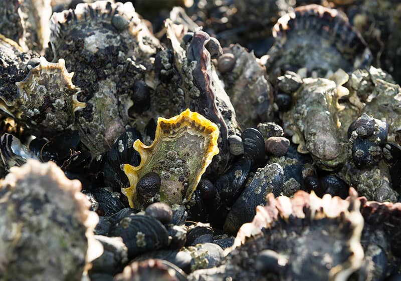 historie Japanse oester